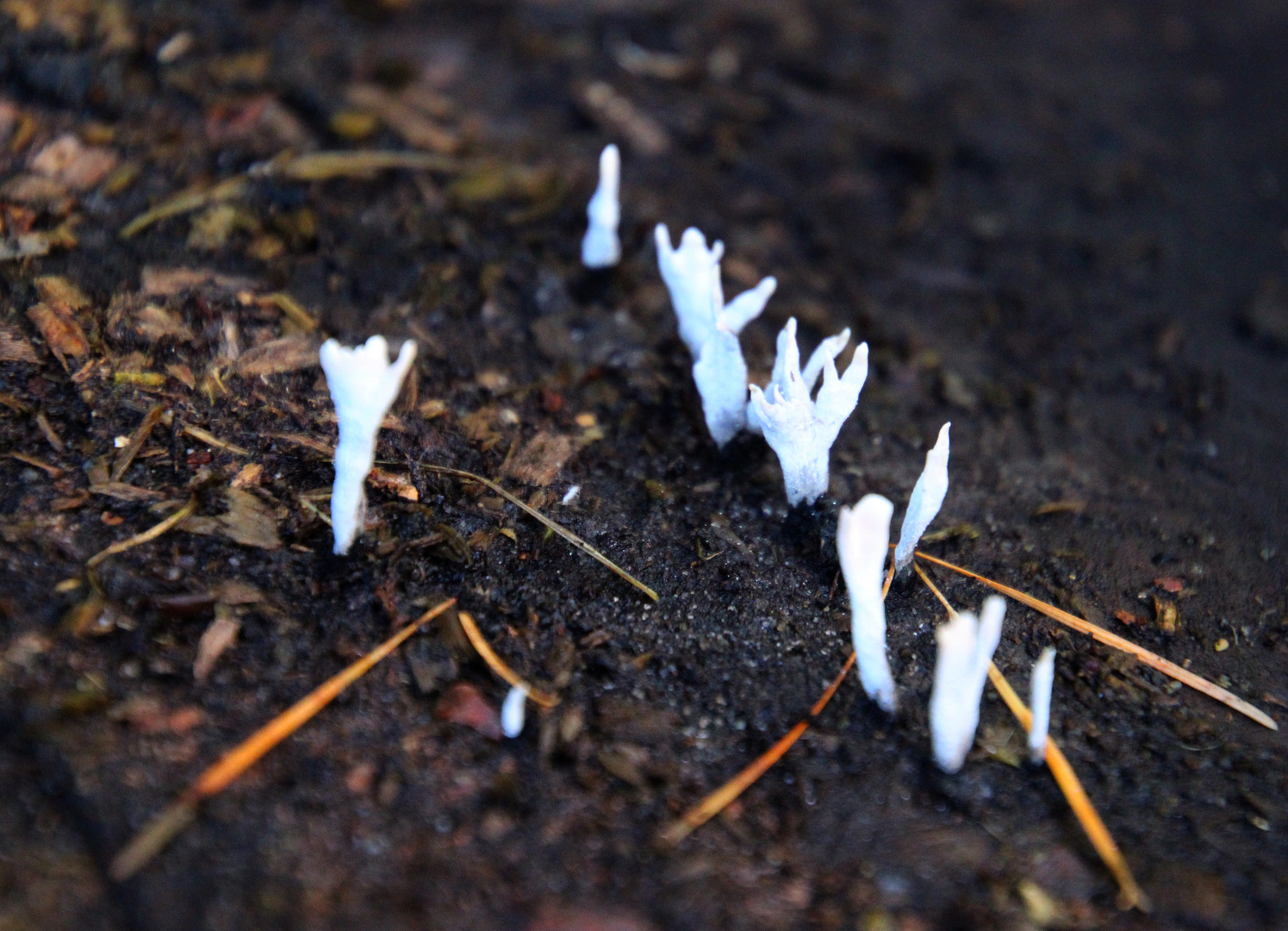 Pilze auf Holzbrett ... 