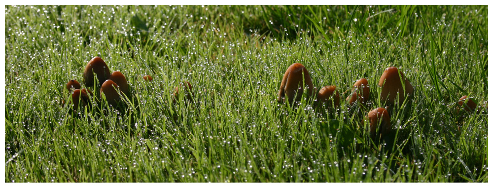 Pilze auf meinem Rasen (2) - immer noch nicht essbar ...