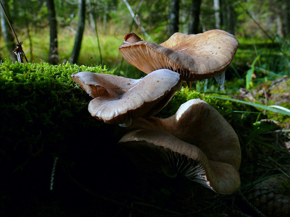 Pilze auf Moorboden 900m ü.M.