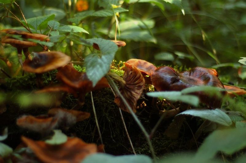 Pilze auf morschem Holz