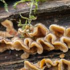 Pilze auf Totholz
