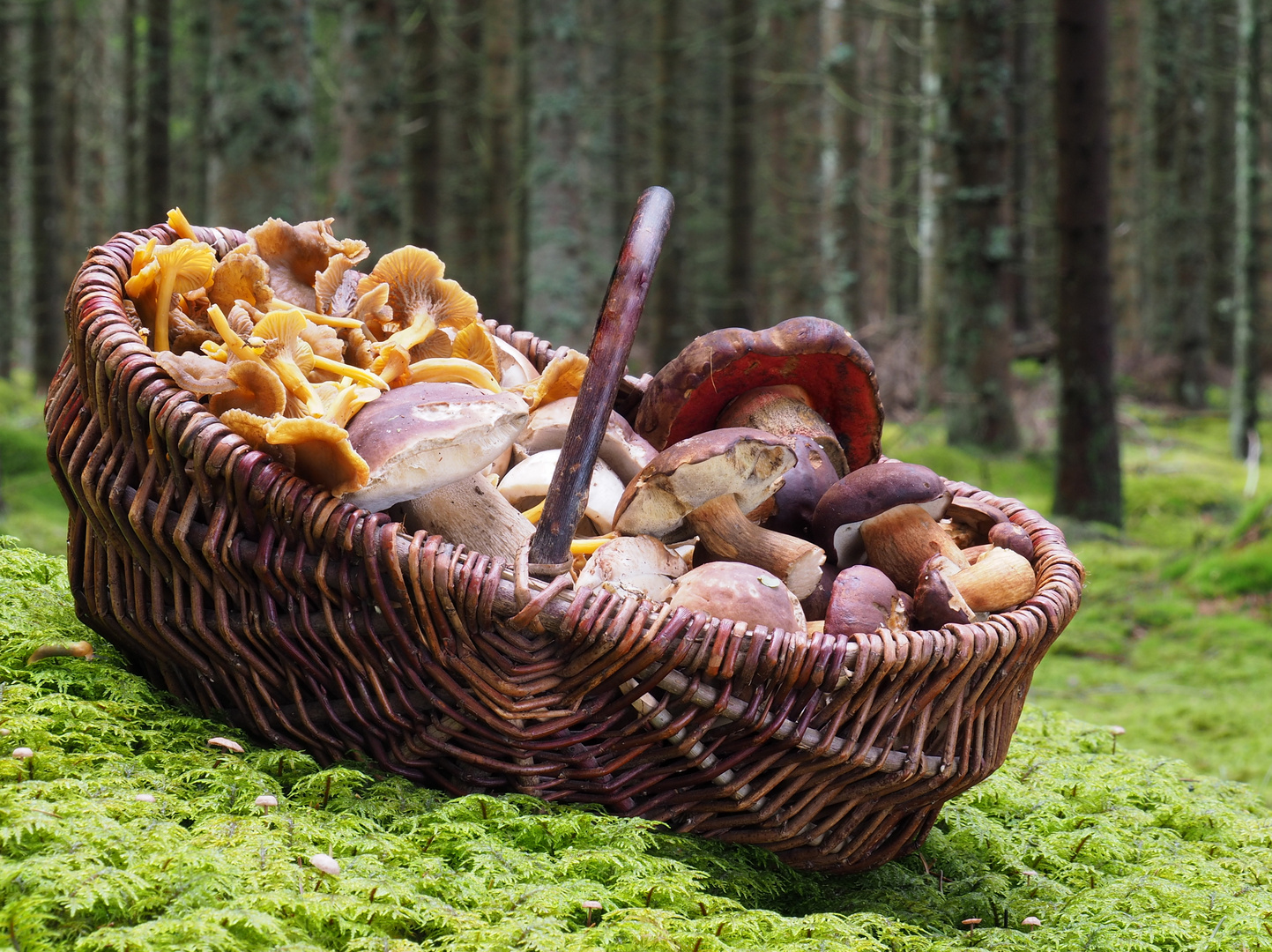 Pilze aus dem bemoosten Fichtenwald Foto &amp; Bild | natur, pilz, korb ...