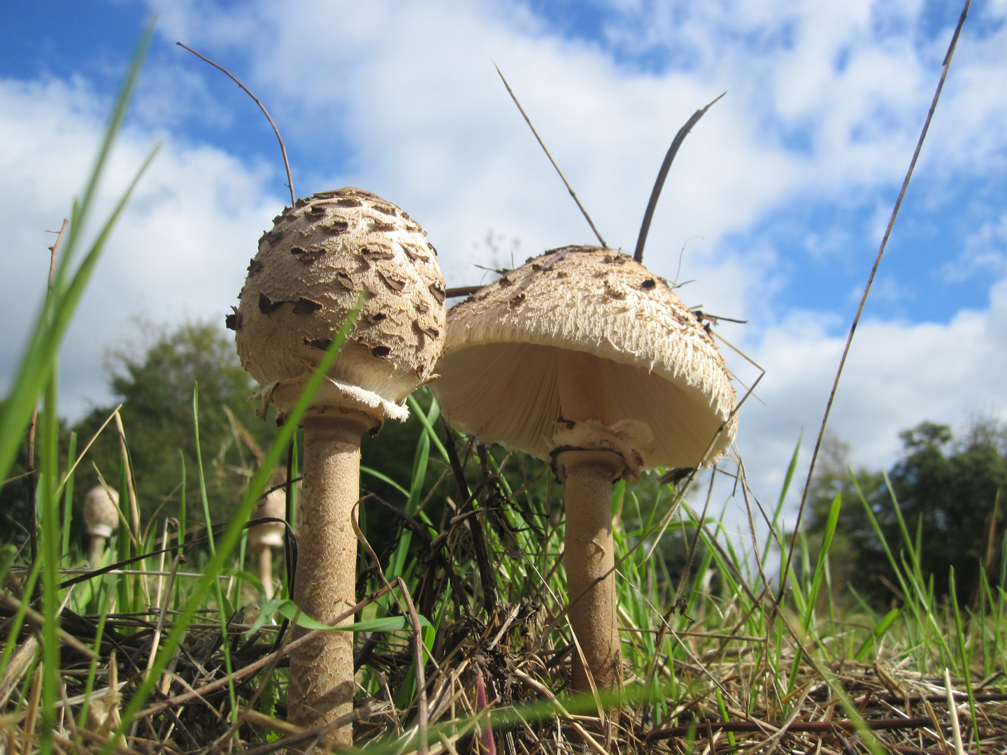 Pilze Aus Der Froschperspektive Foto Bild Natur Kreativ Aufnahmetechniken Mikroskop Aufnahmen Bilder Auf Fotocommunity