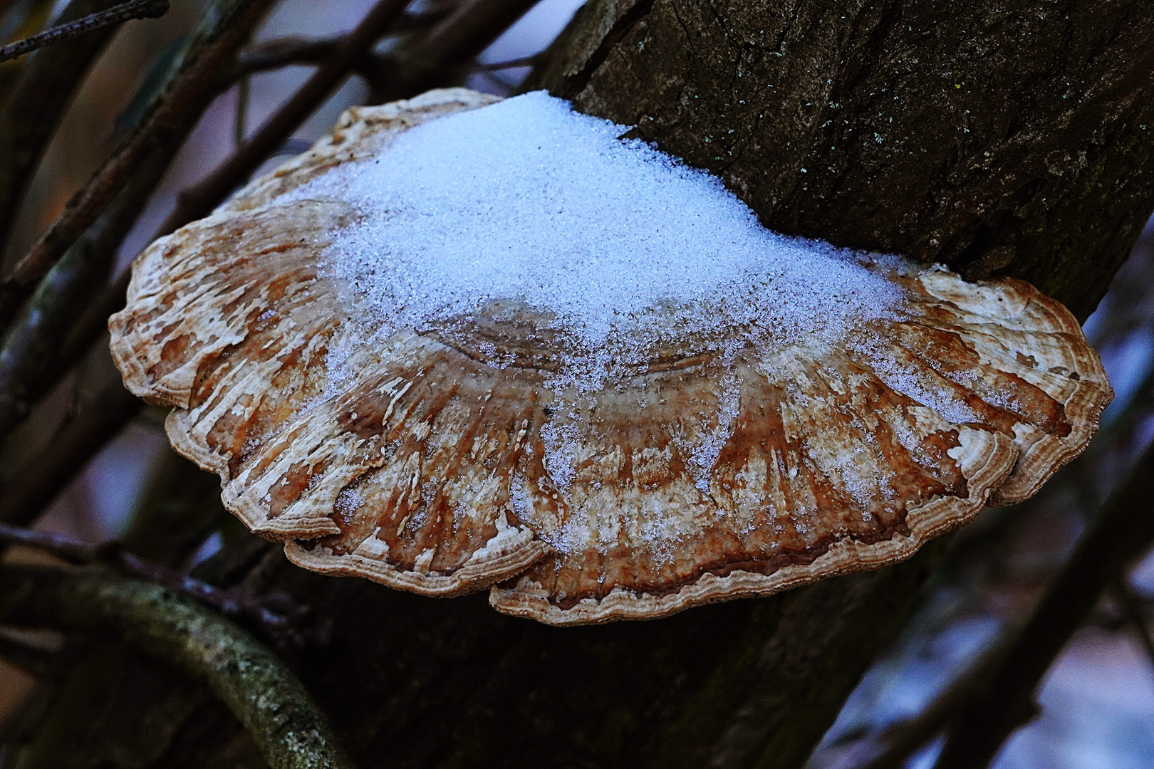 Pilze aus der Natur-Tiefkültruhe