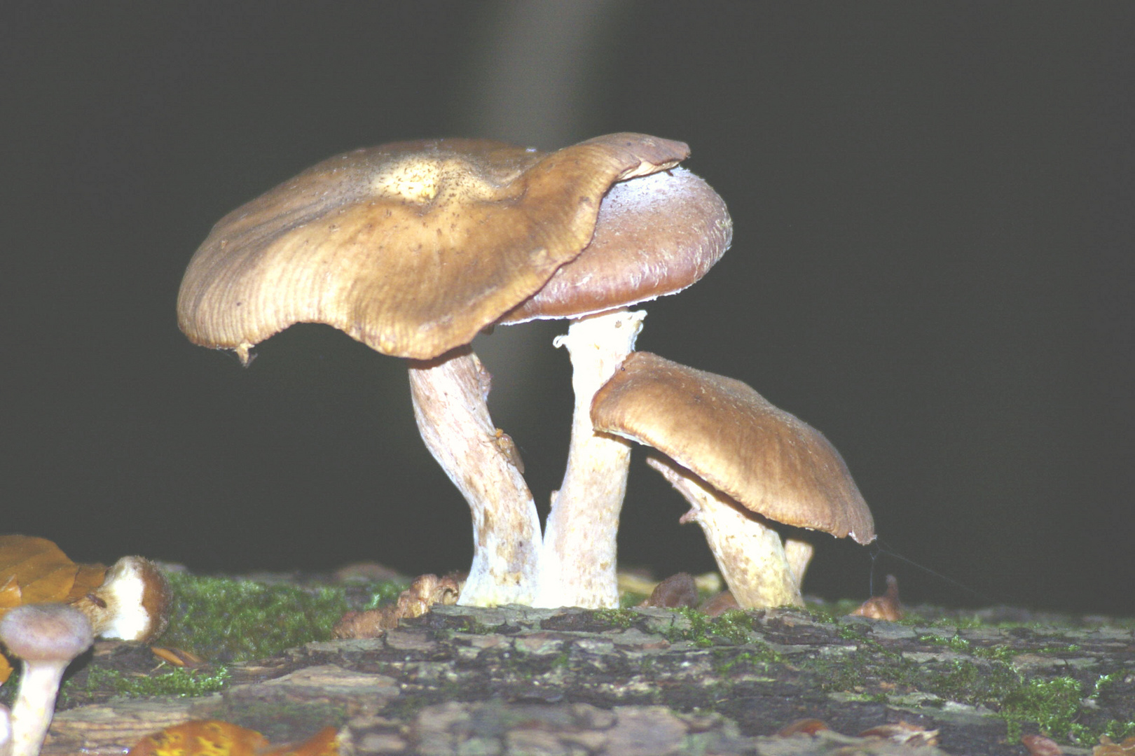 Pilze, aus einem Baumstamm gewachsen