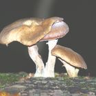 Pilze, aus einem Baumstamm gewachsen