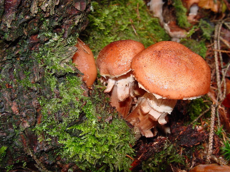 Pilze aus Heidelberger Wald