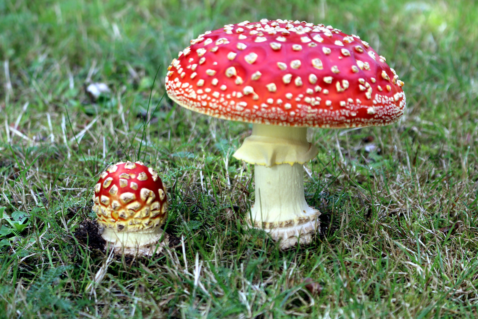 Pilze Foto & Bild wiese, herbst, pilz Bilder auf