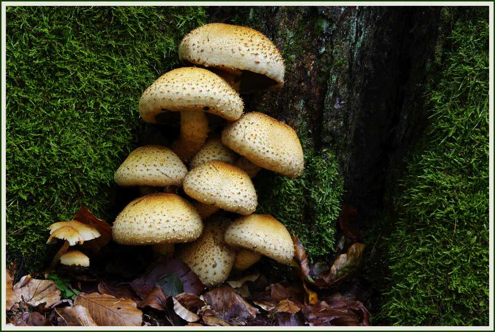 Pilze bauen Türmchen