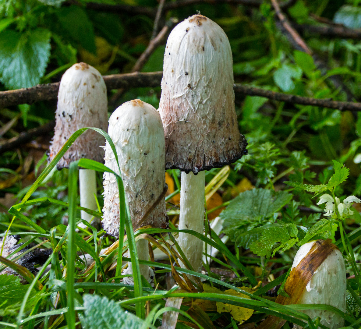 Pilze beim Rundgang ums Steinhorsterbecken