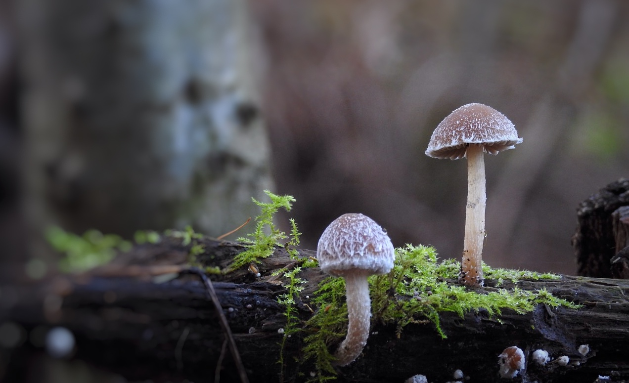 Pilze beim Waldspaziergang 