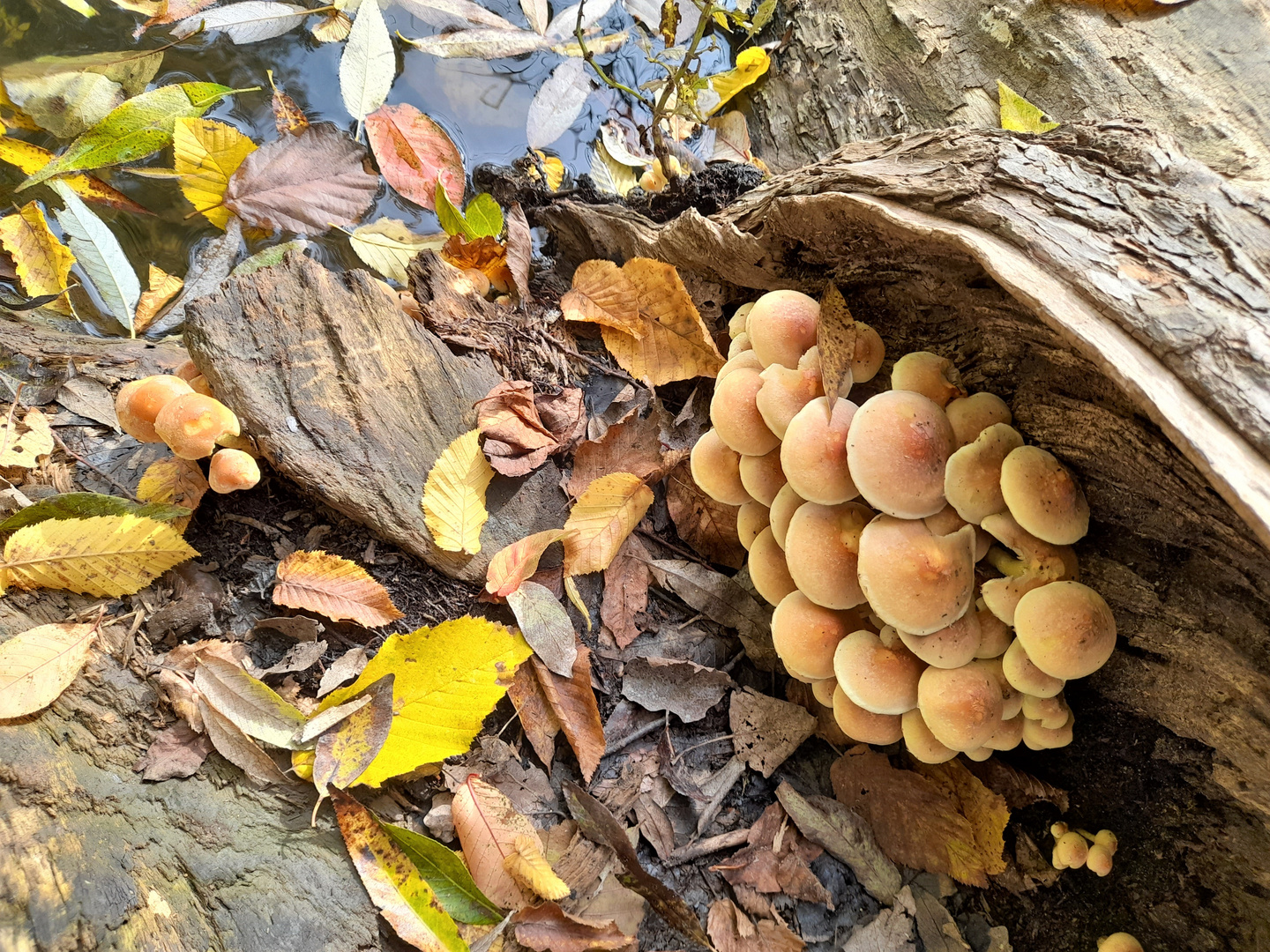 Pilze, Blätter und co...