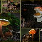 Pilze Collage Herbst 2023