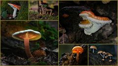 Pilze Collage Herbst 2023