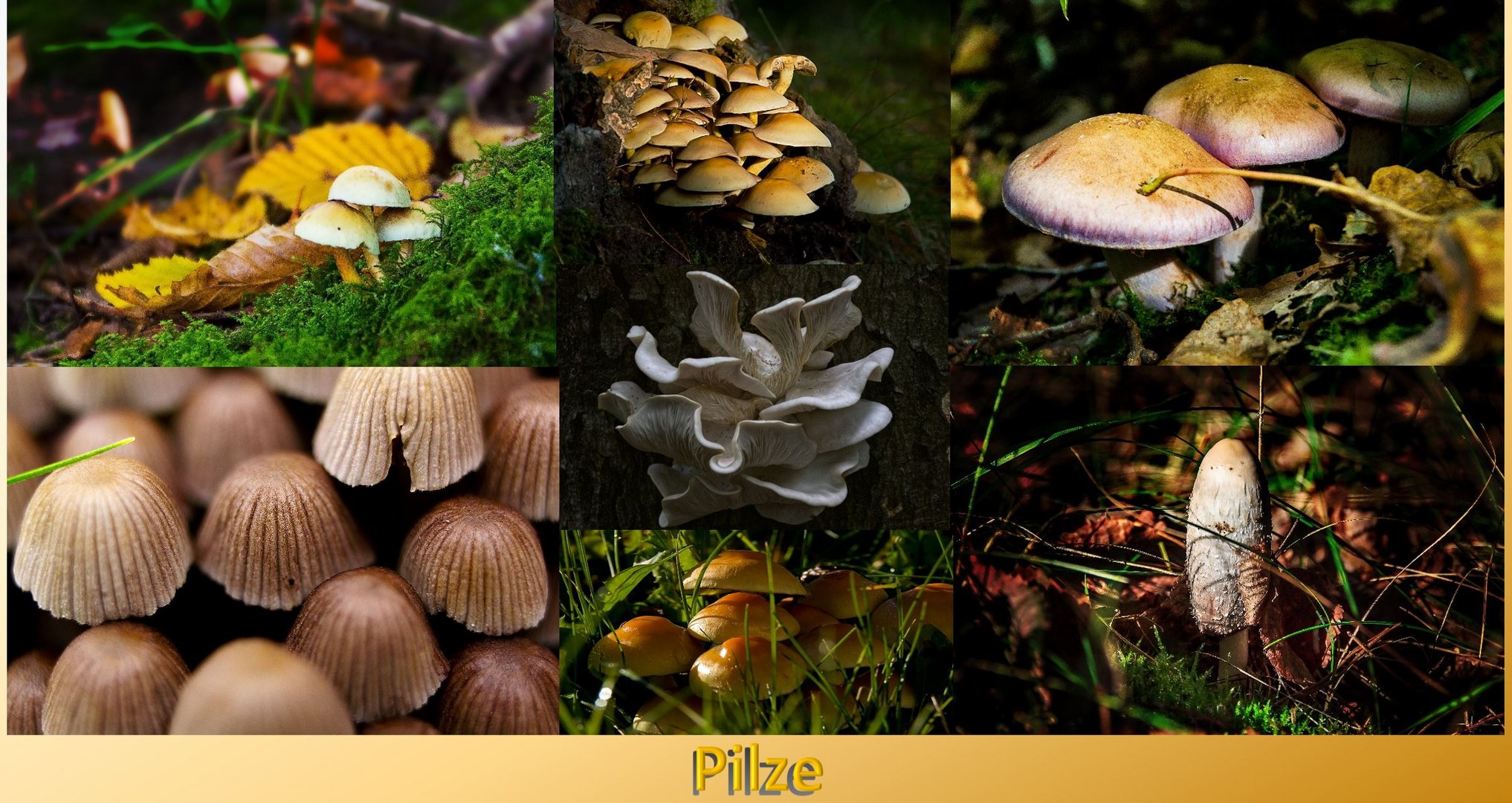 Pilze-Collage / Mushroom collage