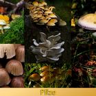 Pilze-Collage / Mushroom collage