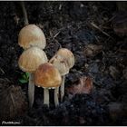 Pilze, die auf den Tresterhaufen wachsen (II)
