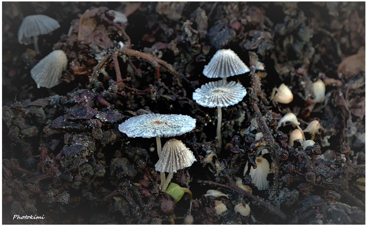 Pilze, die auf den Tresterhaufen wachsen (IV)