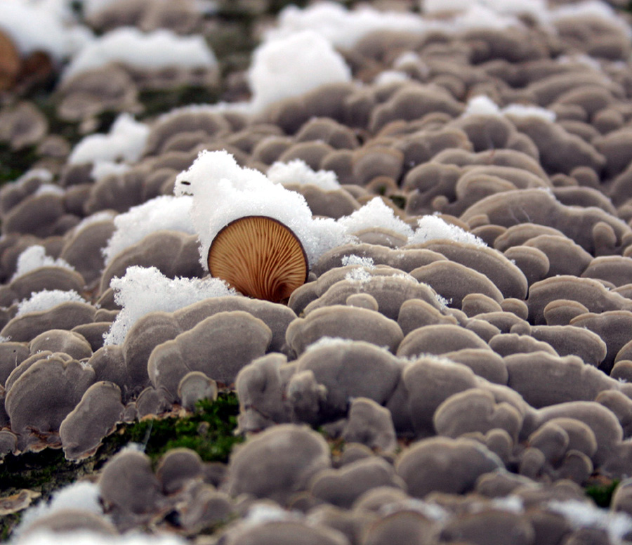 Pilze die auf einem Baum...II