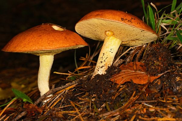 PILZE: DIE HEIMLICHEN HELDEN UNSERER WÄLDER UND WIESEN