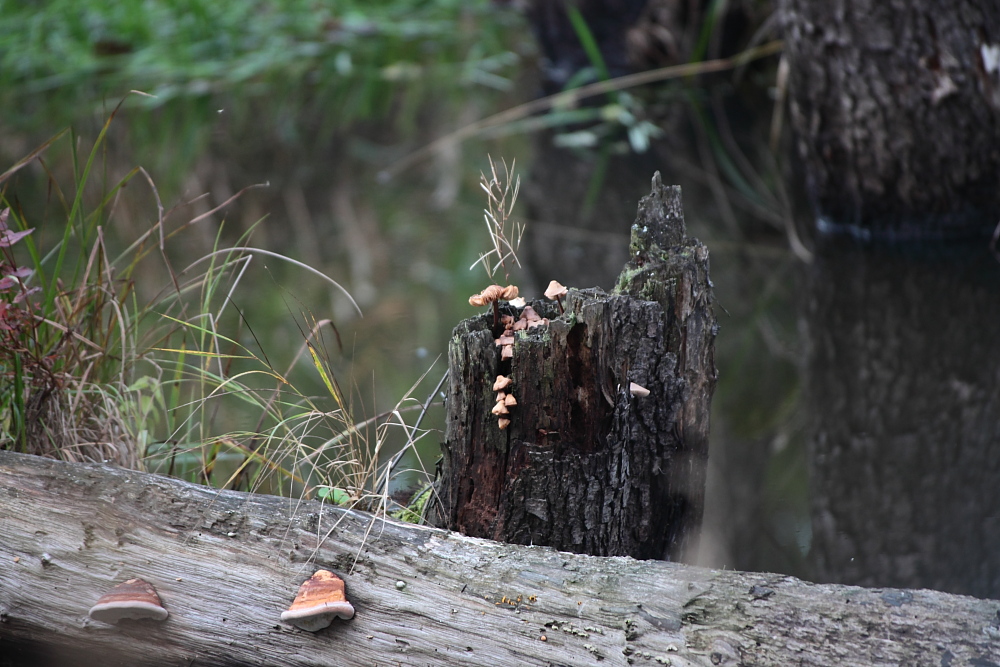 Pilze, die stillen Helfer im Wald