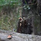 Pilze, die stillen Helfer im Wald
