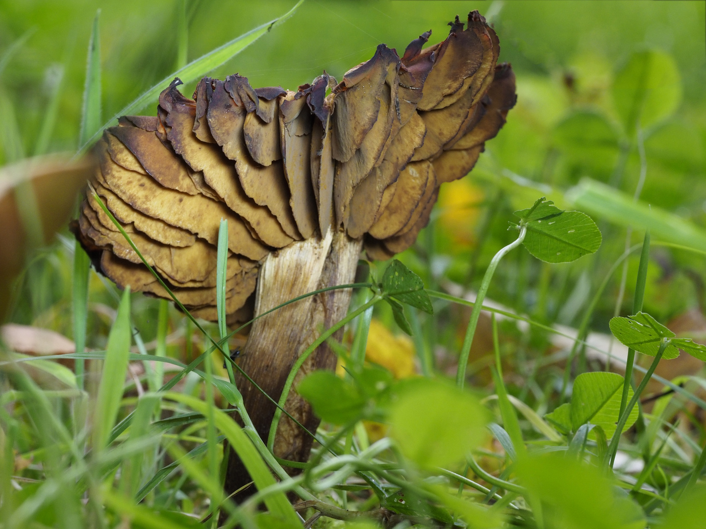 Pilze: eine Fotoreihe