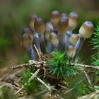 Pilze: eine Fotoreihe