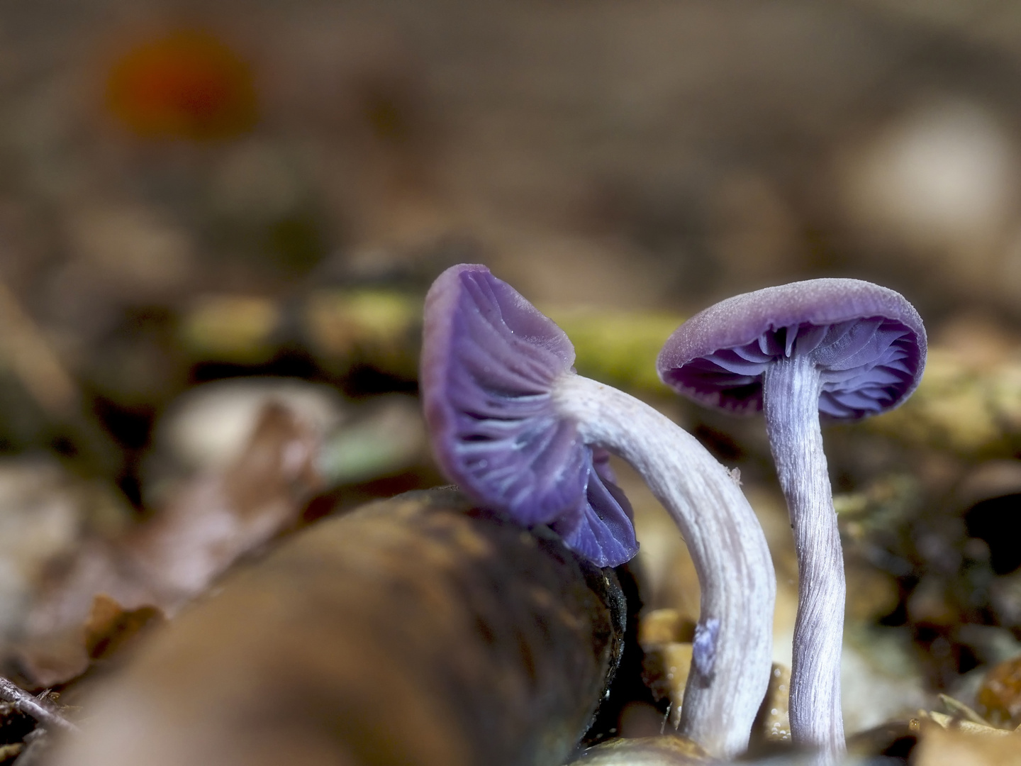 Pilze: eine Fotoreihe