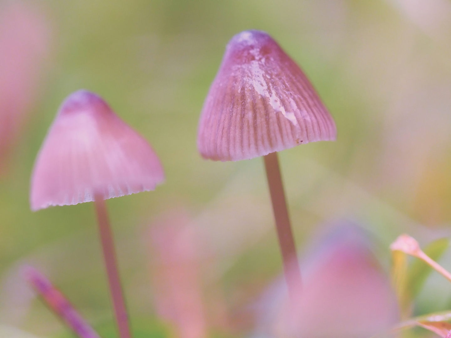 Pilze: eine Fotoreihe