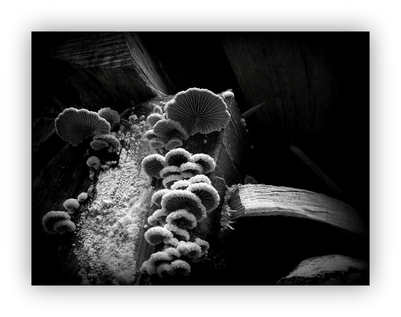 Pilze einmal anders dargestellt