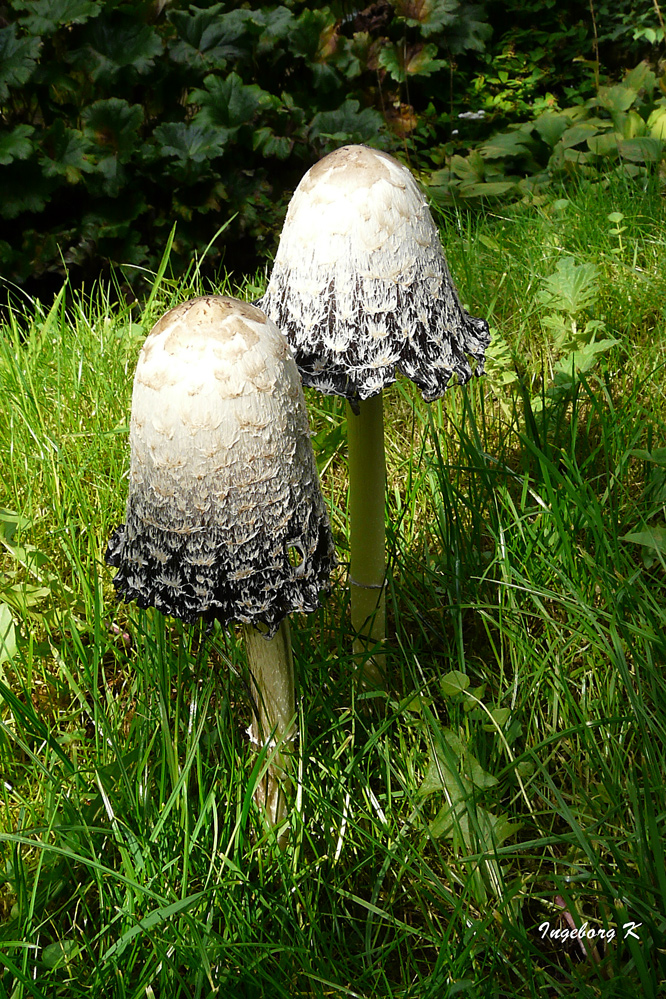 Pilze - entdeckt im Park in Arcen Kasteeltuinen