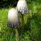 Pilze - entdeckt im Park in Arcen Kasteeltuinen