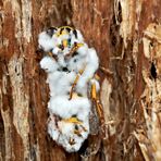 Pilze fressen Wespen! (1) - Un champignon microscopique qui mange des guêpes...