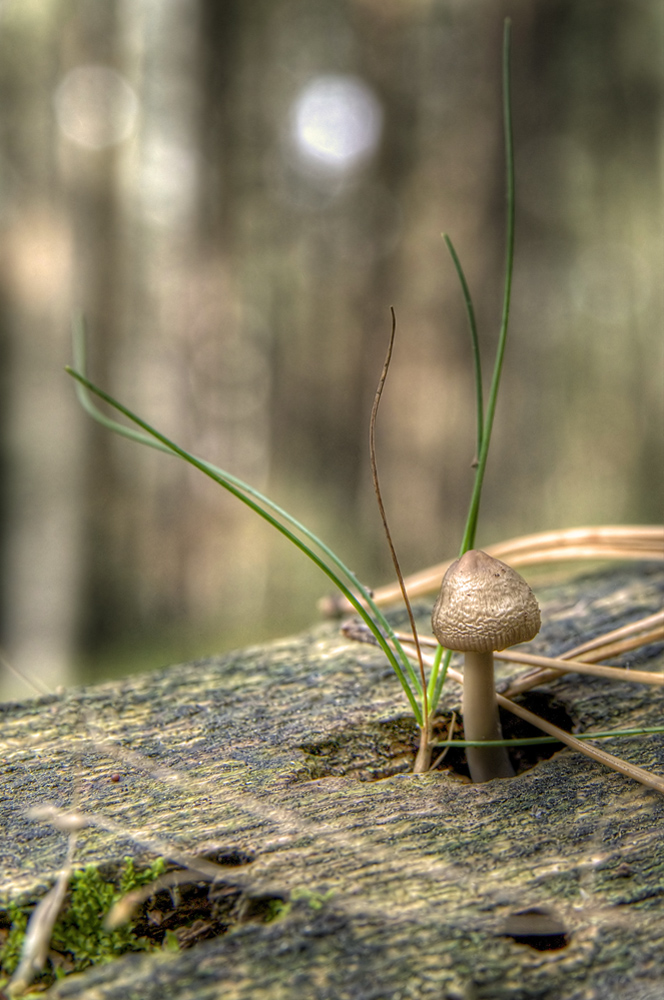 Pilze für Makro-Fans Teil II