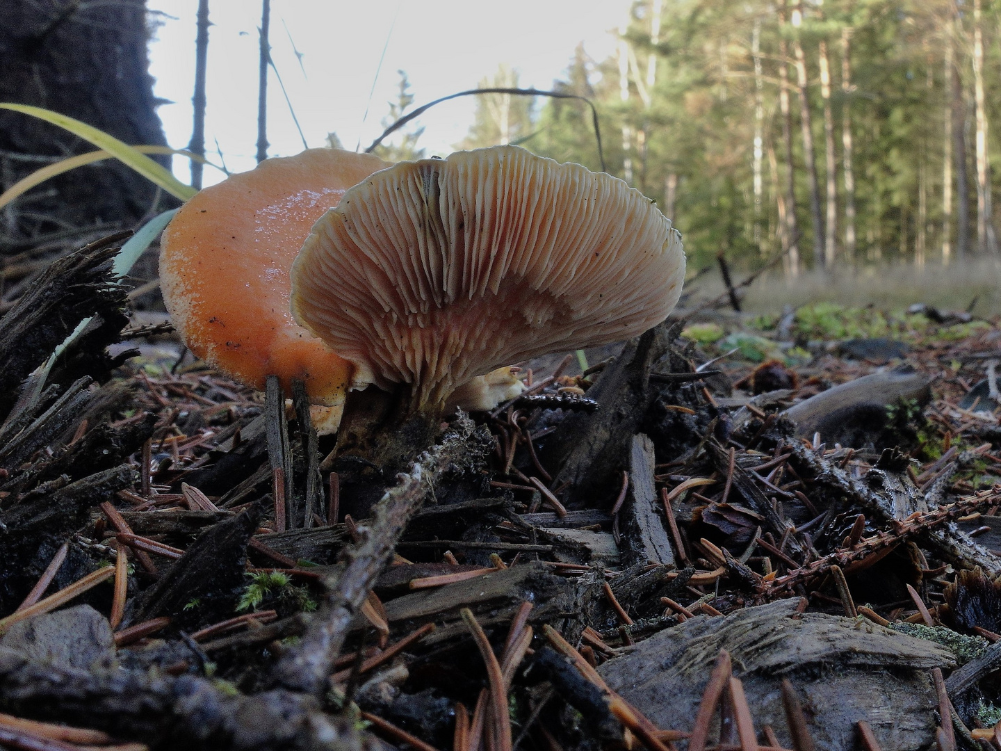 Pilze gesehen am Wochenende