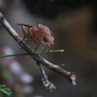 Pilze gesucht, Fliege gefunden