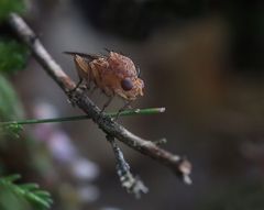 Pilze gesucht, Fliege gefunden