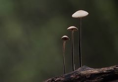 Pilze gibt es groß und klein