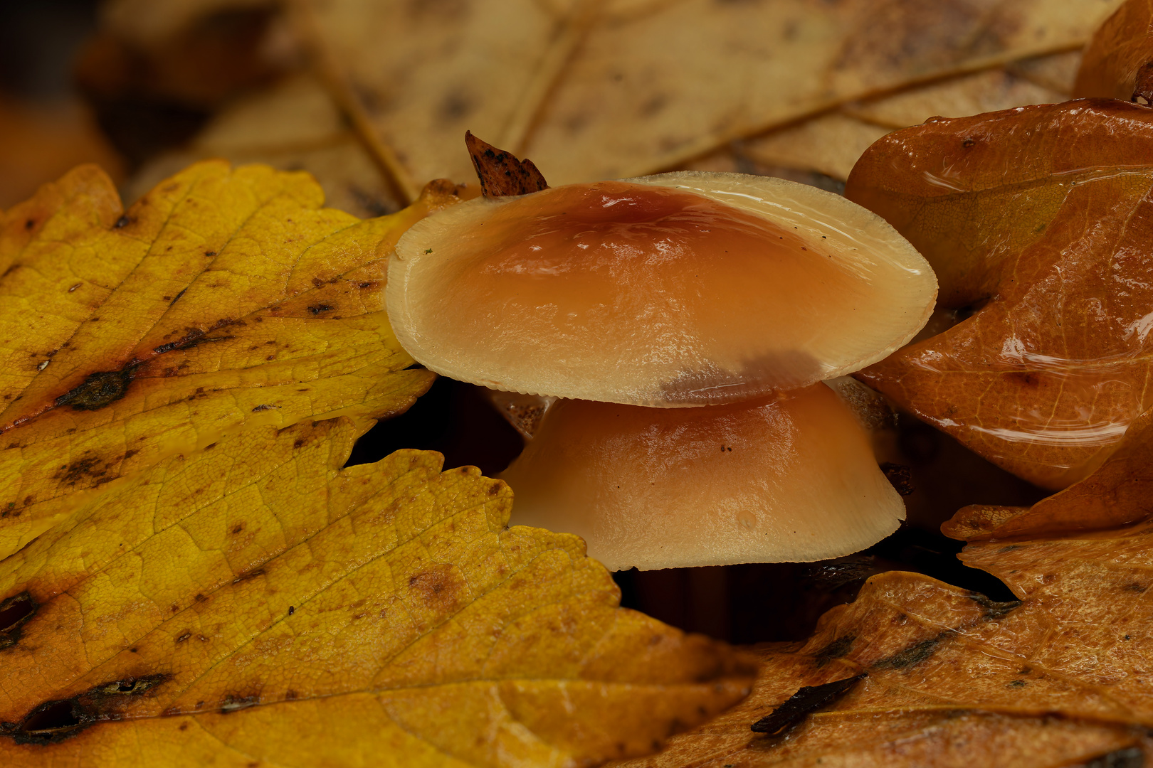 Pilze gut getarnt im Herbstlaub