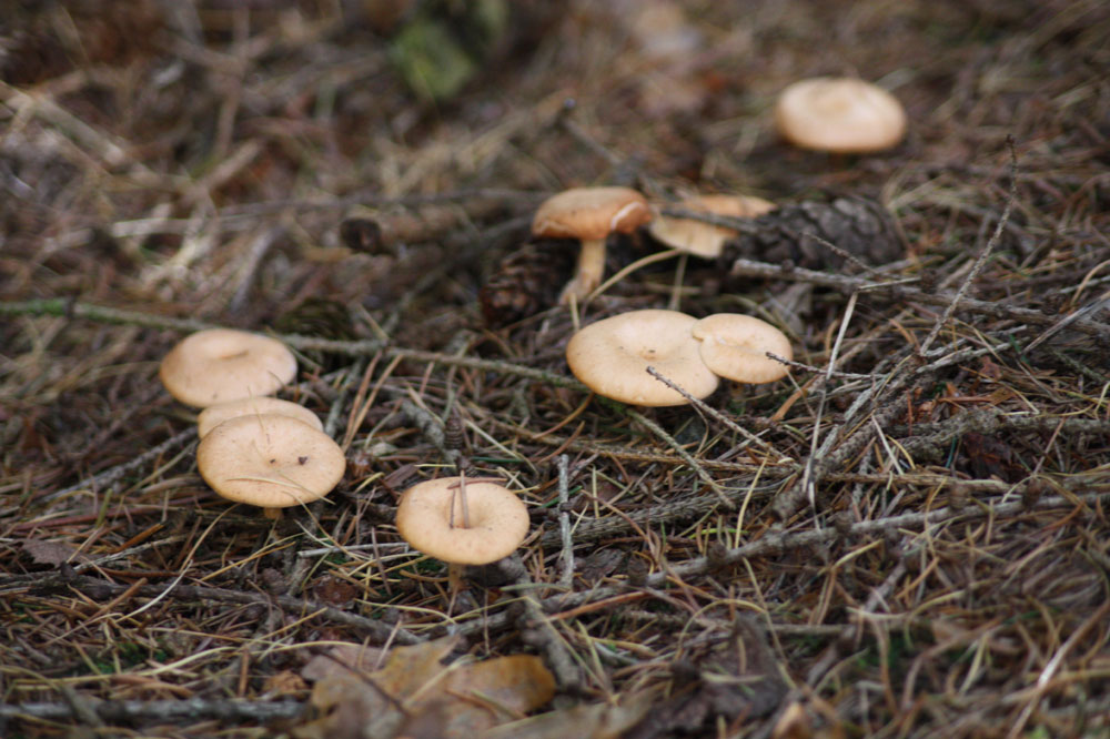 Pilze haben Hochsaison