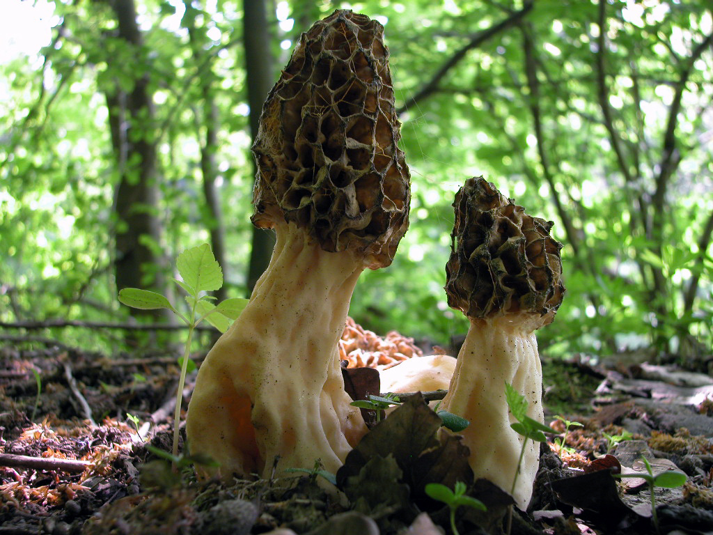Pilze Harz Foto Bild Pflanzen Pilze Flechten Pilze Flechten Natur Bilder Auf Fotocommunity