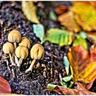 Pilze & Herbst