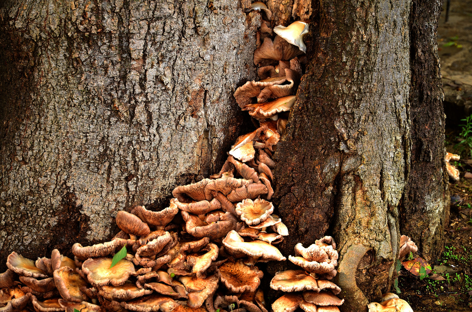 Pilze - Herbstzeit