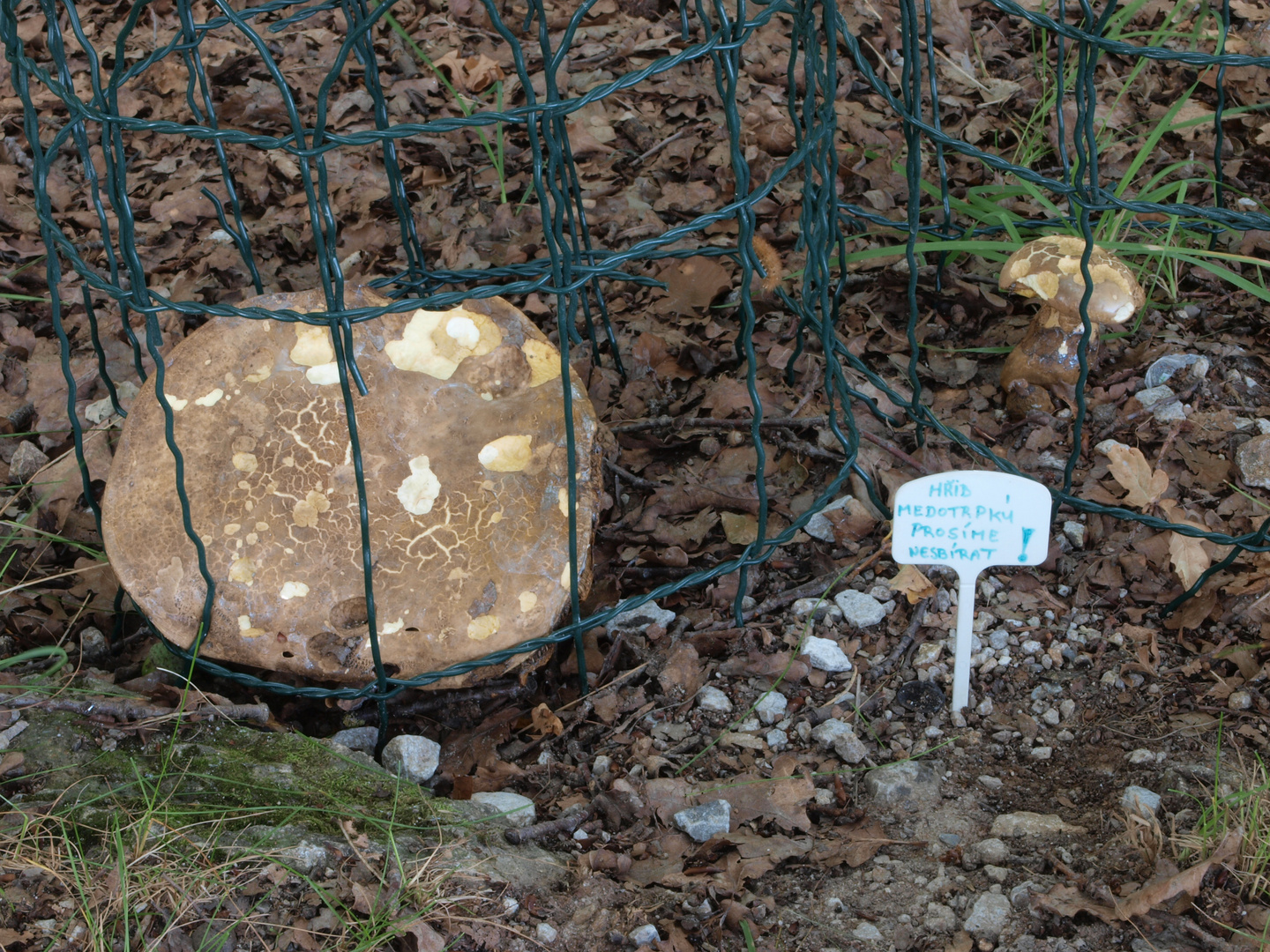 Pilze hinter Gittern - Oder wer kann tschechisch?