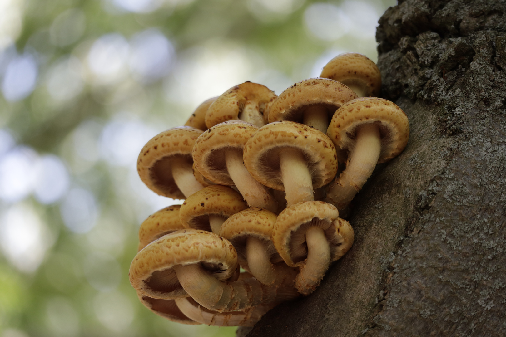 Pilze I - Es wird Herbst