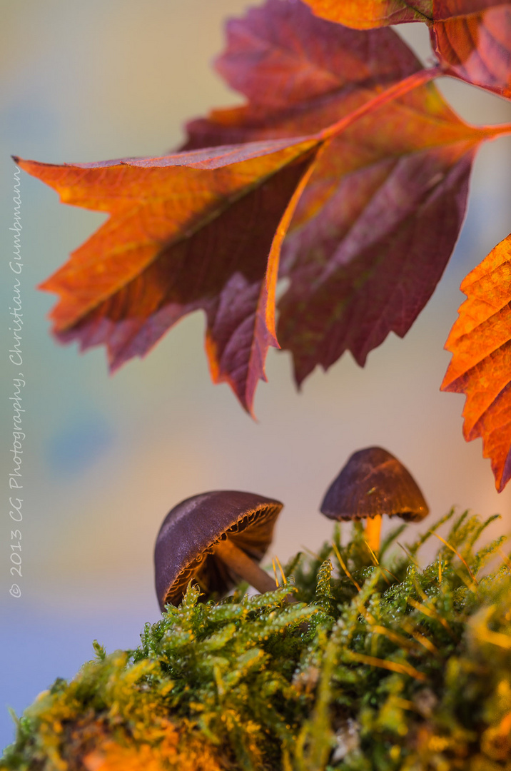 Pilze im Abendlicht