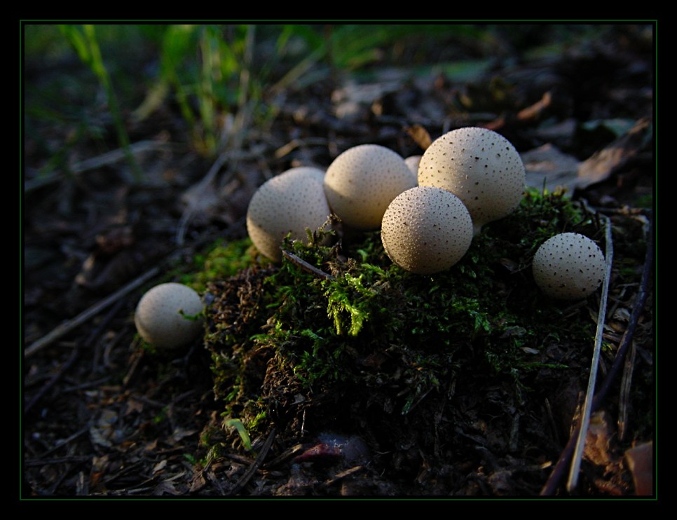 Pilze im Abendlicht