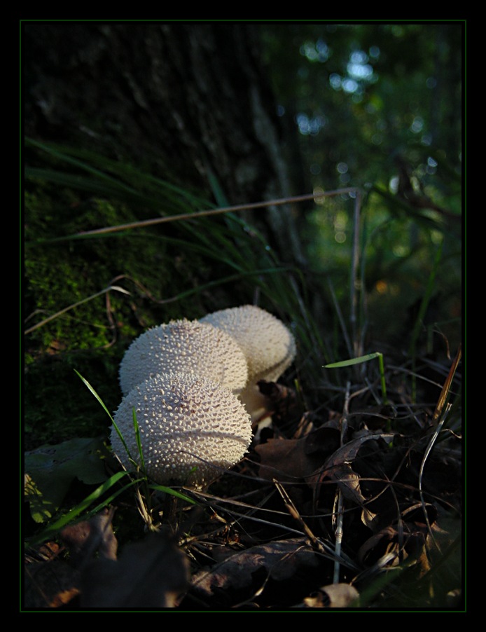 Pilze im Abendlicht III