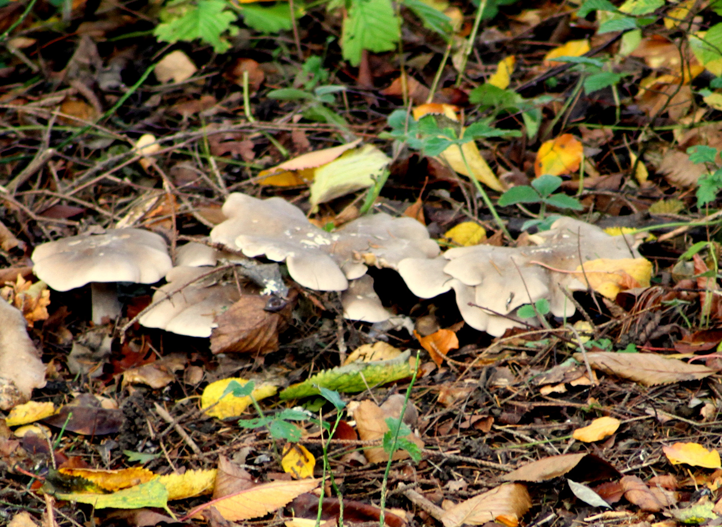 Pilze im Boden